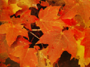FALLLEAVES2.jpg