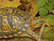 TURTLE.jpg