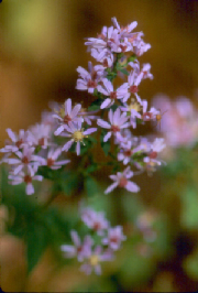 asters.jpg