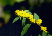 goldenrod.jpg