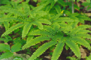 maidenhair.jpg