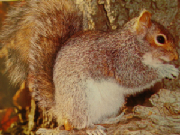 squirrel.jpg