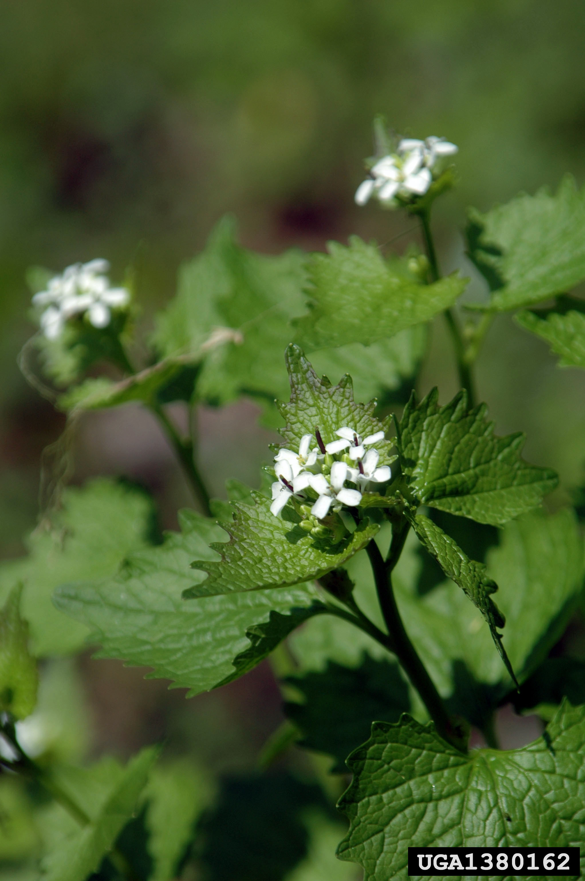 Invasives/garlicmustard.jpg