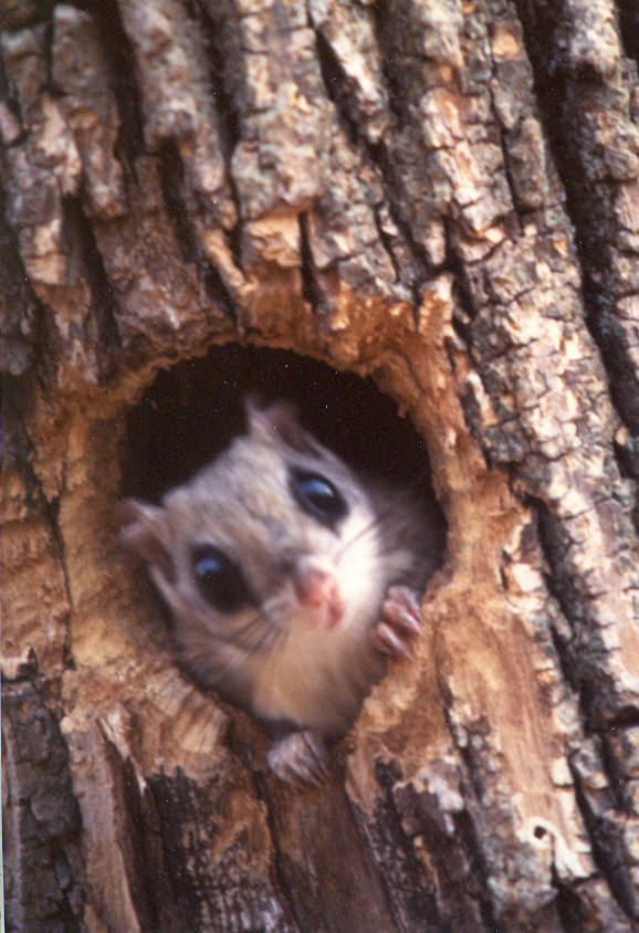 autumn/flyingsquirrel.jpg