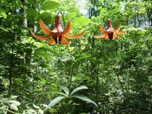 Trout Lilly (Erythronium americanum)