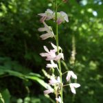 Naked Tick Trefoil (hylodesmum-nudiflorum)