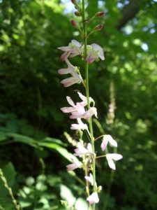 Naked Tick Trefoil (hylodesmum-nudiflorum)