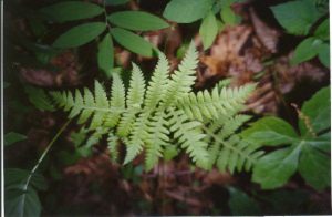 Broad Breech Fern (phegopteris-hexagonoptera)