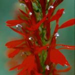 Cardinal Flower (Lobelia cardinalis)