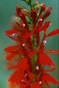 Cardinal Flower (Lobelia cardinalis)