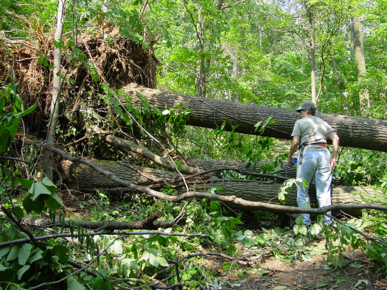 Trees often fall across the trails and need to be removed