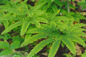 Maidenhair Fern (Adiantum pedatum)