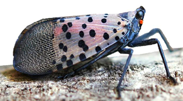 The dreaded by beautiful spotted lantern fly