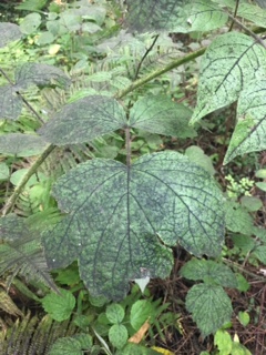 More damage by Spotted Lantern Fly