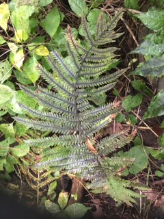 Damage done by Spotted Lantern Fly