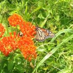 Butterfly on Butterfly Weed