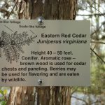 Tree Identification Cards