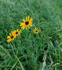 Black Eyed Susan (Rudbeckia hirta)