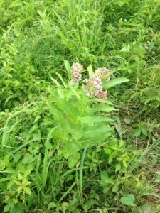 Flowering Milkweed (Asclepias syriaca)