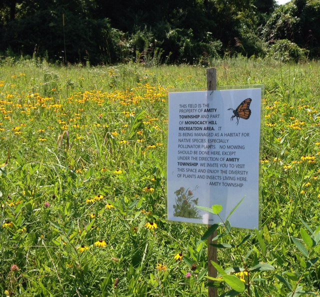 You are welcome to walk through the field and see the native plants and their insect visitors. Next year there will be even more plant diversity as our seedlings mature and bloom.