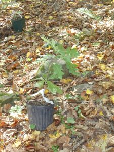 Oak Tree Seedling