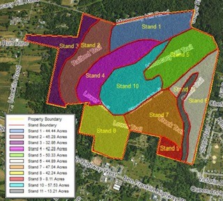 Forest Stands targeted for logging