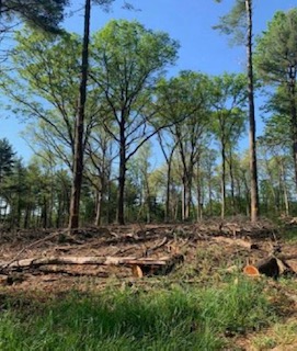 Timber Devastation at MHRC