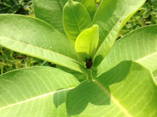 Fieldflowers/milkweed.JPG