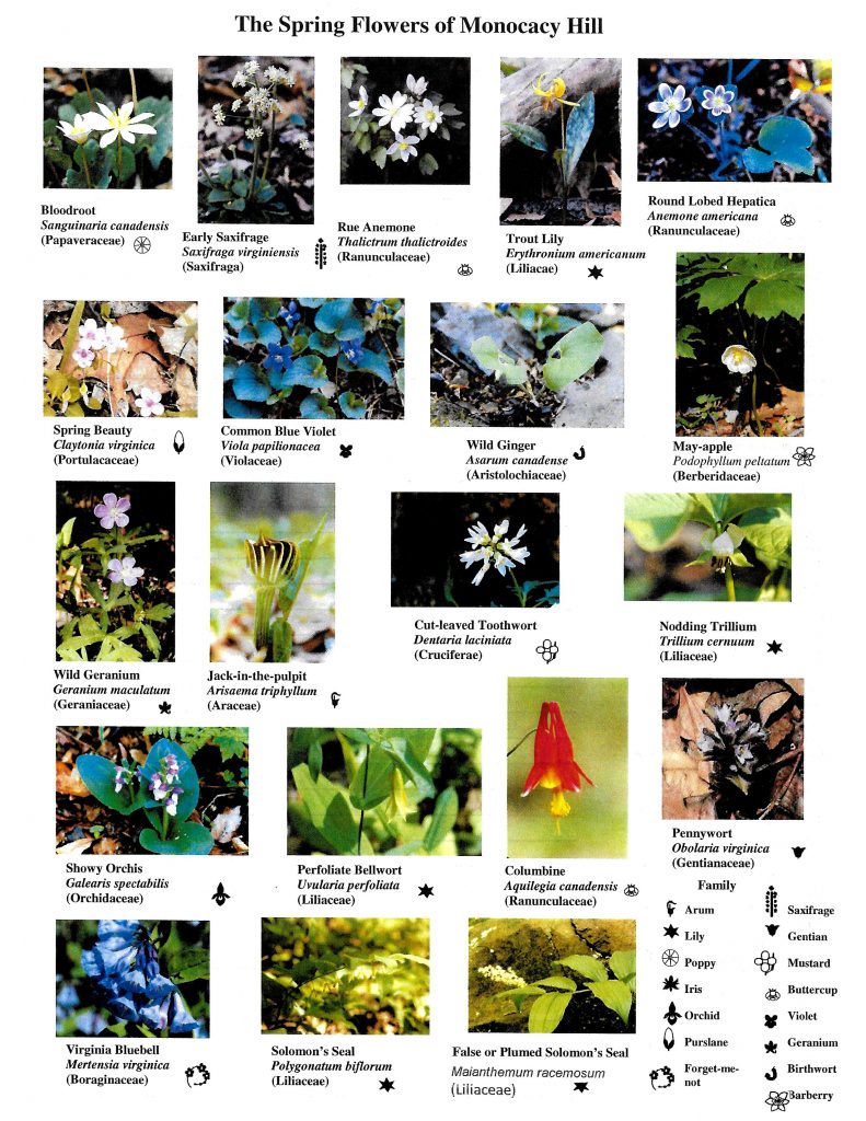 Spring Wildflower Identification sheet