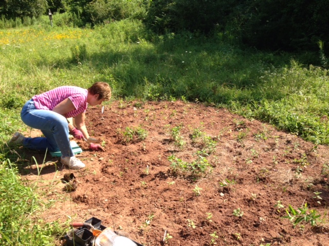 Over 500 seedlings were planted throughout the summer.