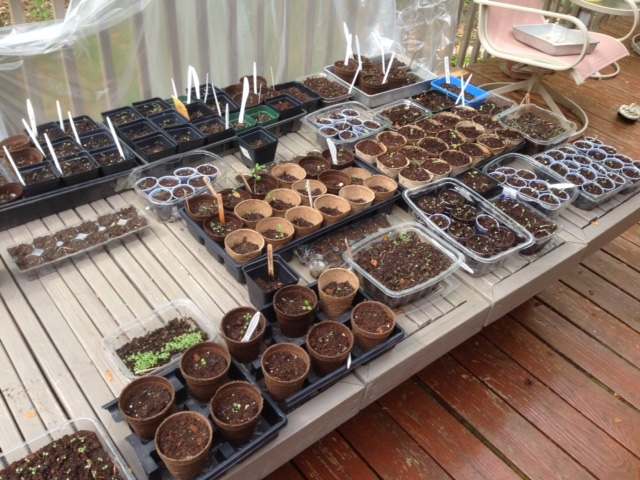 20 different types of seeds were donated by Mike and Jan Slater and nurtured as seedlings for a few months before planting.