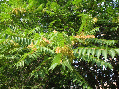 ailanthus tree